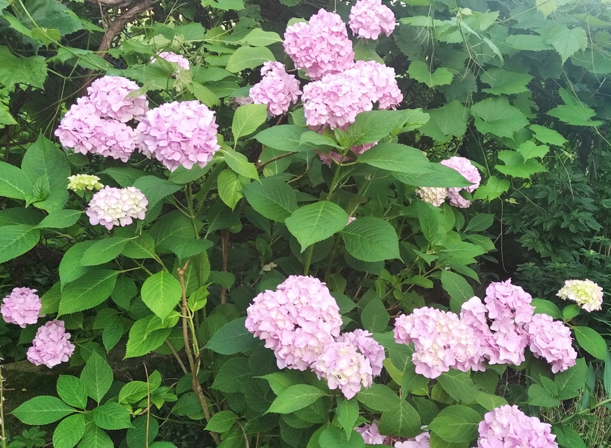 цвіте гортензія